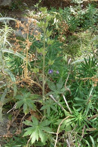 Da Creta: sei fiori senza identit